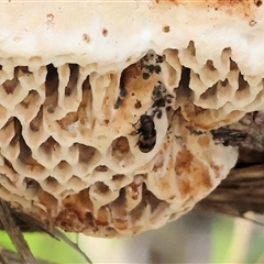 Thallis erichsoni (Fungus beetle) at Wodonga, VIC - 20 Sep 2025 by KylieWaldon