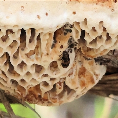 Thallis erichsoni (Fungus beetle) at Wodonga, VIC - 20 Sep 2025 by KylieWaldon