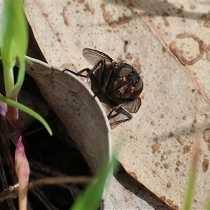 Unverified Bristle Fly (Tachinidae) at Wodonga, VIC - 20 Sep 2025 by KylieWaldon