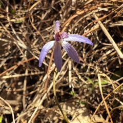 Caladenia caerulea (Blue Fingers, Blue Fairies) at Googong, NSW - 23 Sep 2025 by Wandiyali