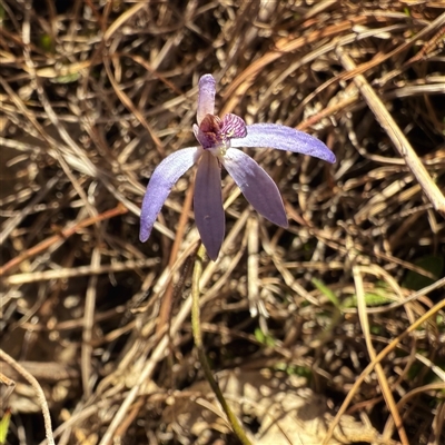 Caladenia caerulea (Blue Fingers, Blue Fairies) at Googong, NSW - 23 Sep 2025 by Wandiyali