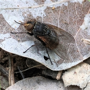 Calliphora stygia (Brown blowfly or Brown bomber) at Wodonga, VIC - 20 Sep 2025 by KylieWaldon