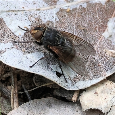 Calliphora stygia (Brown blowfly or Brown bomber) at Wodonga, VIC - 20 Sep 2025 by KylieWaldon