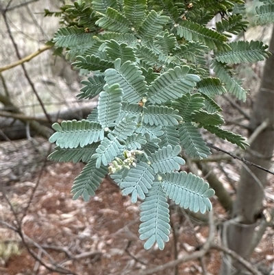 Acacia baileyana (Cootamundra Wattle, Golden Mimosa) at Aranda, ACT - 23 Sep 2025 by lbradley