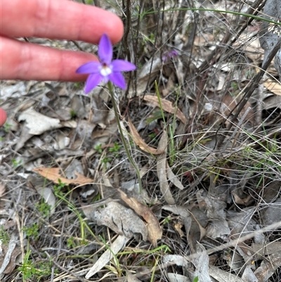 Glossodia major (Wax Lip Orchid) at Aranda, ACT - 23 Sep 2025 by lbradley