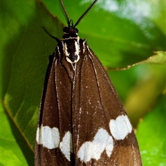 Nyctemera amicus (Senecio Moth, Magpie Moth, Cineraria Moth) at Murrumbateman, NSW - 23 Sep 2025 by amiessmacro
