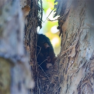 Trichosurus vulpecula (Common Brushtail Possum) at Saint Lucia, QLD - 23 Sep 2025 by DAdeGroot