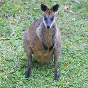 Wallabia bicolor (Swamp Wallaby) at Cedar Creek, QLD - 23 Sep 2025 by DAdeGroot