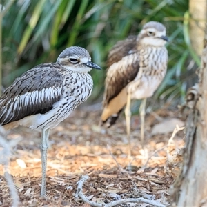 Burhinus grallarius (Bush Stone-curlew) at Saint Lucia, QLD - 23 Sep 2025 by DAdeGroot