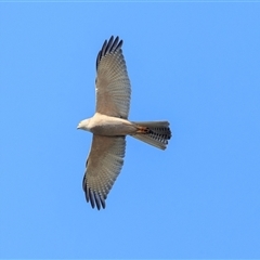Tachyspiza fasciata (Brown Goshawk) at Saint Lucia, QLD - 23 Sep 2025 by DAdeGroot
