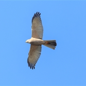 Tachyspiza fasciata (Brown Goshawk) at Saint Lucia, QLD - 23 Sep 2025 by DAdeGroot