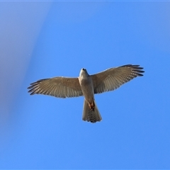Tachyspiza fasciata at Saint Lucia, QLD - 23 Sep 2025 03:40 PM
