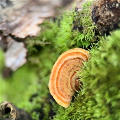 zz flat polypore - white(ish) at Sherbrooke, VIC - 23 Sep 2025 by Hejor1