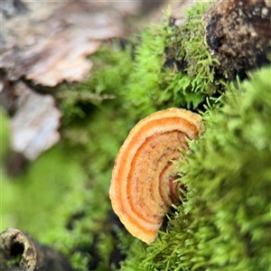 zz flat polypore - white(ish) at Sherbrooke, VIC - 23 Sep 2025 by Hejor1