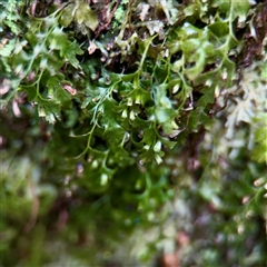 Bryaceae (family) at Sherbrooke, VIC - 23 Sep 2025 by Hejor1