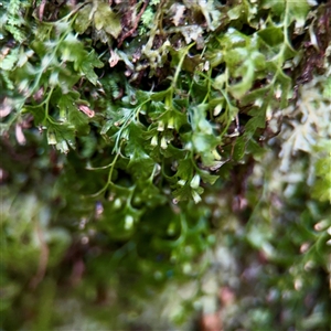 Bryaceae (family) at Sherbrooke, VIC - 23 Sep 2025 by Hejor1