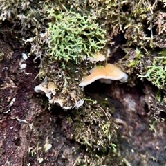 zz flat polypore - white(ish) at Sherbrooke, VIC - 23 Sep 2025 by Hejor1