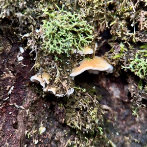 zz flat polypore - white(ish) at Sherbrooke, VIC - 23 Sep 2025 by Hejor1