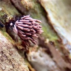 Stemonitis sp. (genus) (A slime mould) at Sherbrooke, VIC - 23 Sep 2025 by Hejor1
