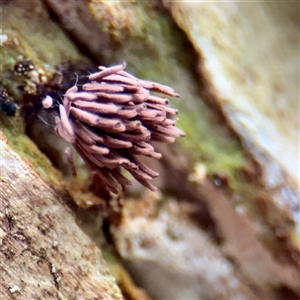 Stemonitis sp. (genus) (A slime mould) at Sherbrooke, VIC - 23 Sep 2025 by Hejor1