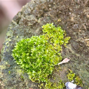 Rosulabryum sp. at Sherbrooke, VIC - 23 Sep 2025 by Hejor1