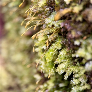 Rhizogonium distichum at Sherbrooke, VIC - 23 Sep 2025 by Hejor1