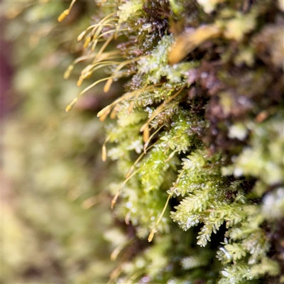 Rhizogonium distichum at Sherbrooke, VIC - 23 Sep 2025 by Hejor1