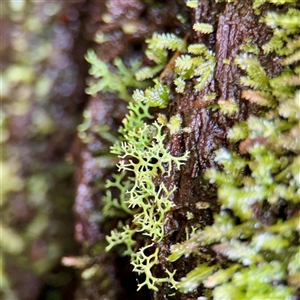 Cladia aggregata (A lichen) at Sherbrooke, VIC - 23 Sep 2025 by Hejor1