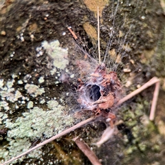 Segestriidae sp (family) (Tube Dwelling Spider) at Sherbrooke, VIC - 23 Sep 2025 by Hejor1