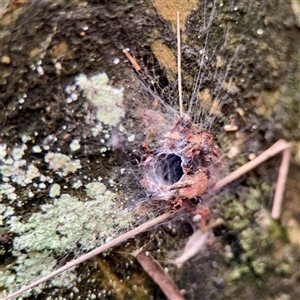 Segestriidae sp (family) (Tube Dwelling Spider) at Sherbrooke, VIC - 23 Sep 2025 by Hejor1