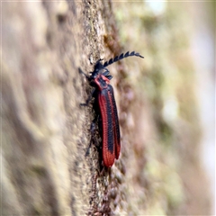 Pseudolycus sp. (genus) (Lycid-mimic oedemerid beetle) at Sherbrooke, VIC - 23 Sep 2025 by Hejor1