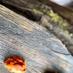 Piptoporus australiensis at Sherbrooke, VIC - 23 Sep 2025 by Hejor1
