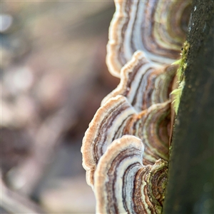 Trametes versicolor (Turkey Tail) at Sherbrooke, VIC - 23 Sep 2025 by Hejor1