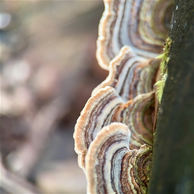 Trametes versicolor (Turkey Tail) at Sherbrooke, VIC - 23 Sep 2025 by Hejor1