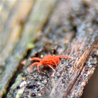 Trombidiidae (family) at Sherbrooke, VIC - 23 Sep 2025 by Hejor1