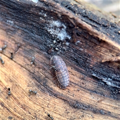 Laxta sp. (genus) (Bark cockroach) at Sherbrooke, VIC - 23 Sep 2025 by Hejor1