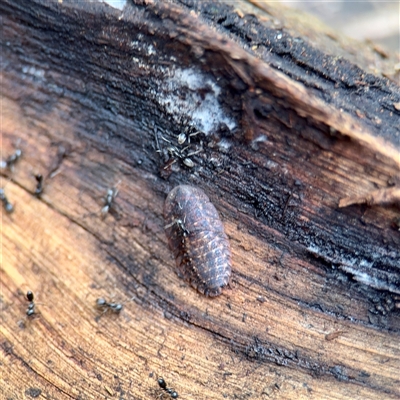 Laxta sp. (genus) (Bark cockroach) at Sherbrooke, VIC - 23 Sep 2025 by Hejor1
