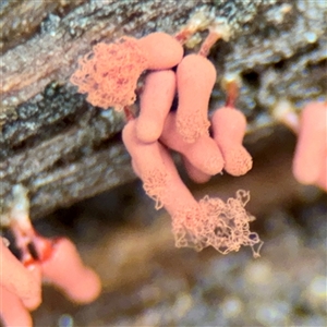 Arcyria sp. (genus) (A slime mould) at Sherbrooke, VIC - 23 Sep 2025 by Hejor1