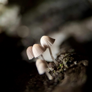 Mycena sp. at Sherbrooke, VIC - 23 Sep 2025 by Hejor1
