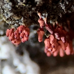 Arcyria sp. (genus) (A slime mould) at Sherbrooke, VIC - 23 Sep 2025 by Hejor1