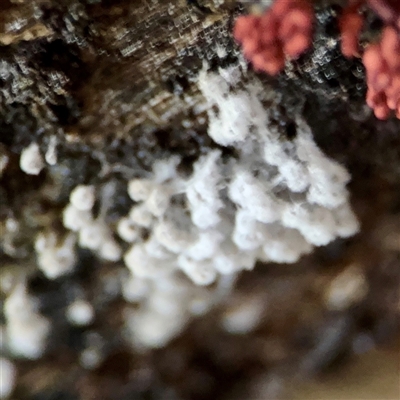 Arcyria sp. (genus) (A slime mould) at Sherbrooke, VIC - 23 Sep 2025 by Hejor1