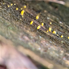 Calocera sp. at Sherbrooke, VIC - 23 Sep 2025 by Hejor1
