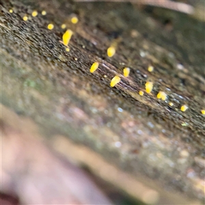 Calocera sp. at Sherbrooke, VIC - 23 Sep 2025 by Hejor1