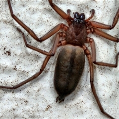 Hemicloea sp. (genus) (Flat bark spider) by sangio7