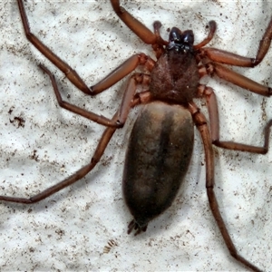 Hemicloea sp. (genus) (Flat bark spider) by sangio7
