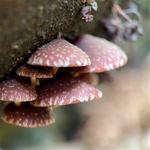 Hypholoma sp. (Hypholoma) at Sherbrooke, VIC - 23 Sep 2025 by Hejor1
