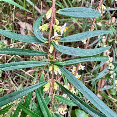 Pimelea (genus) at Sherbrooke, VIC - 23 Sep 2025 by Hejor1