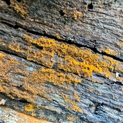 Lichen - foliose at Sherbrooke, VIC - 23 Sep 2025 by Hejor1