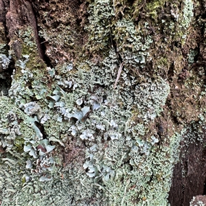 Cladonia rigida at Sassafras, VIC - 23 Sep 2025 by Hejor1