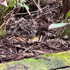 Eopsaltria australis (Eastern Yellow Robin) at Sherbrooke, VIC - 23 Sep 2025 by Hejor1